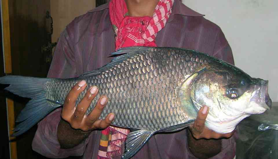 Caught From the Bangshi River